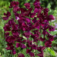 Sweet Pea Winter Elegance Burgundy – Elegant Climbing Flower Seeds