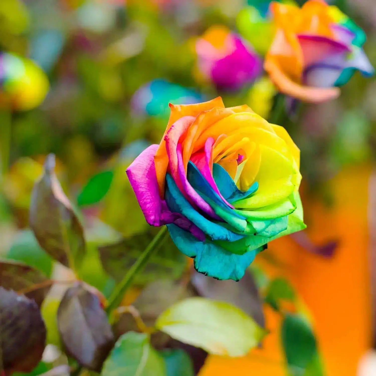 Yellow Rainbow Rose Flower Seeds for Planting NonGMO Heirloom Garden Seeds for Growing Easy to Grow 
 
 Sale