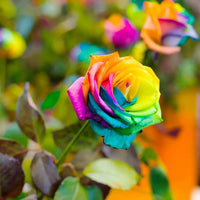 Yellow Rainbow Rose Flower Seeds for Planting NonGMO Heirloom Garden Seeds for Growing Easy to Grow 
 
 Sale