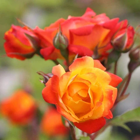 Deep Orange Climbing Rose Seeds – Cottage Garden Essential Heirloom & NonGMO
 
 Sale