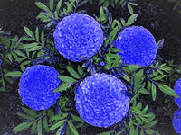 Blue Maidenhair Flower Seeds for Planting Colorful Display Heirloom & GMO Free Seeds for Home Garden
 
 Sale