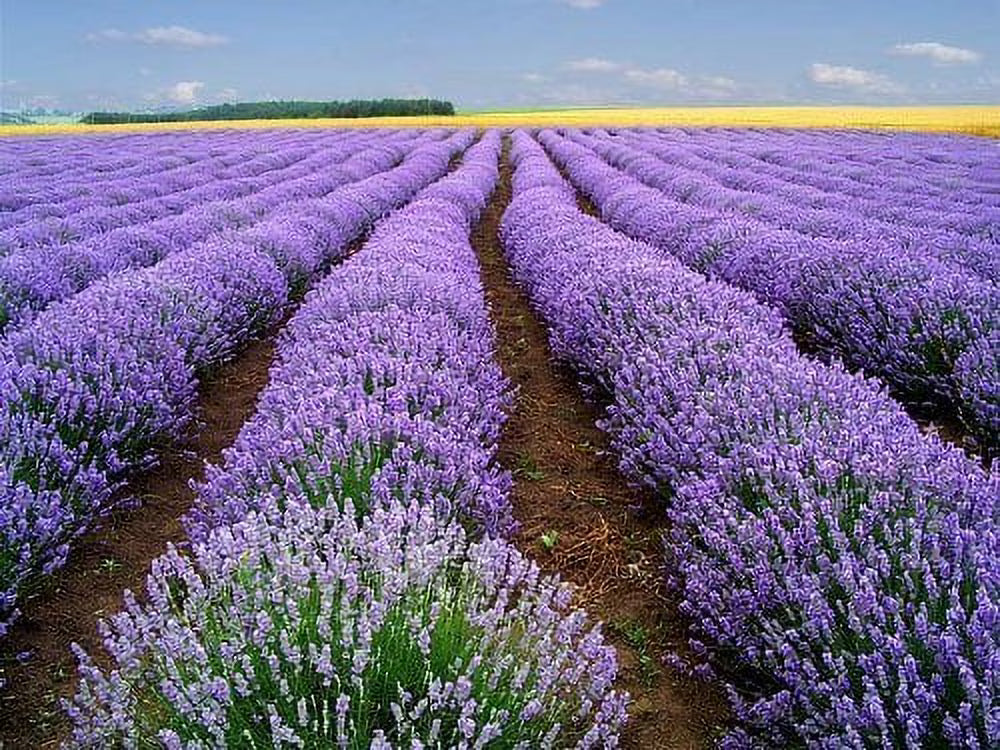 Lavender Vera Flower seeds for Planting Seasonal Bloomer Heirloom & GMO Free Seeds for Home Garden 
 
 Sale