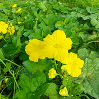 Yellow Luffa Flower seeds for Planting - Vibrant Colors, Heirloom & GMO Free Seeds for Home Garden