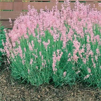 Pink Lavender Marjoram Flower seeds for Planting - Hardy Variety, Heirloom & GMO Free Seeds for Home Garden