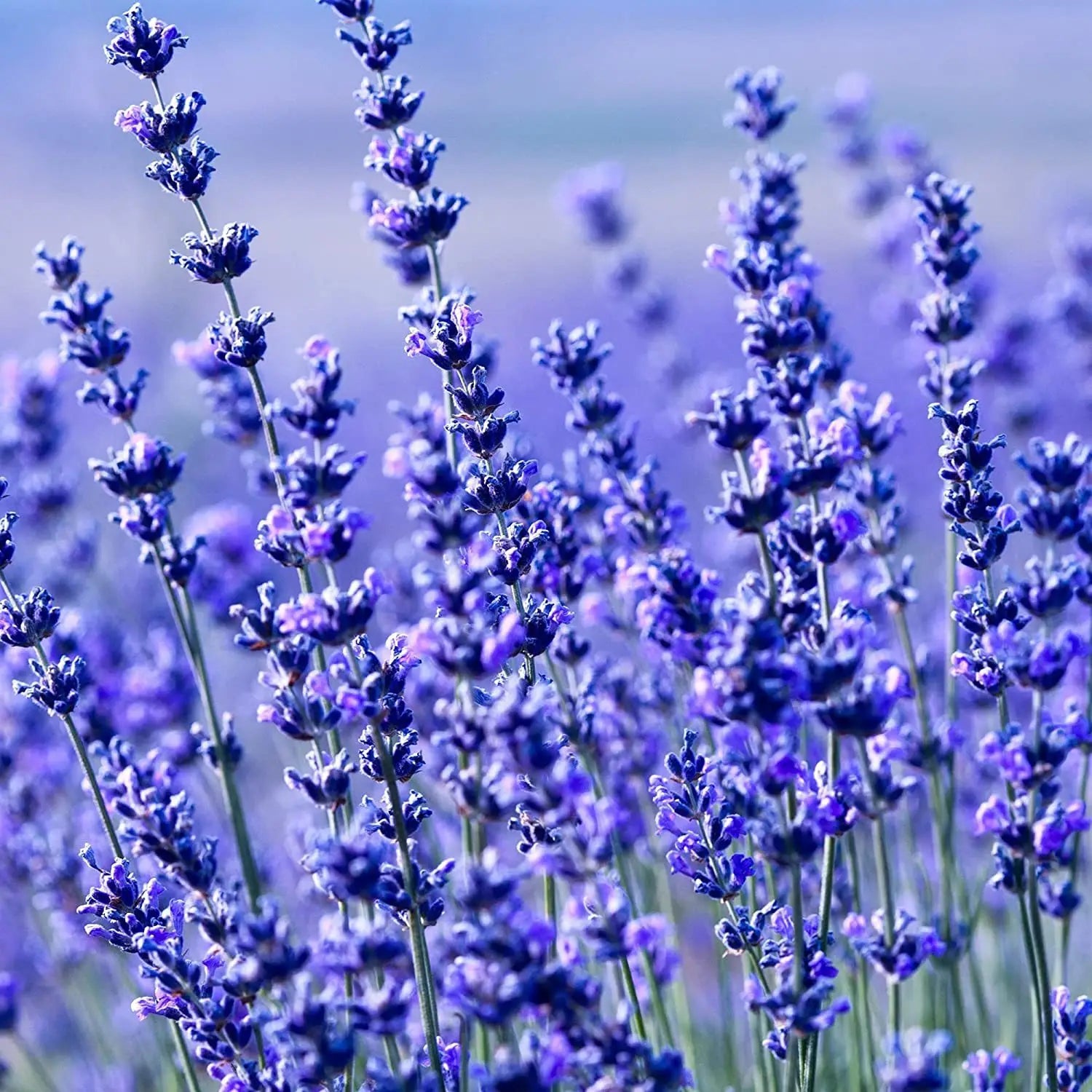 Blue Lavender Flower Seeds for Planting Bright Blooms Heirloom & GMO Free Seeds for Home Garden
 
 Sale