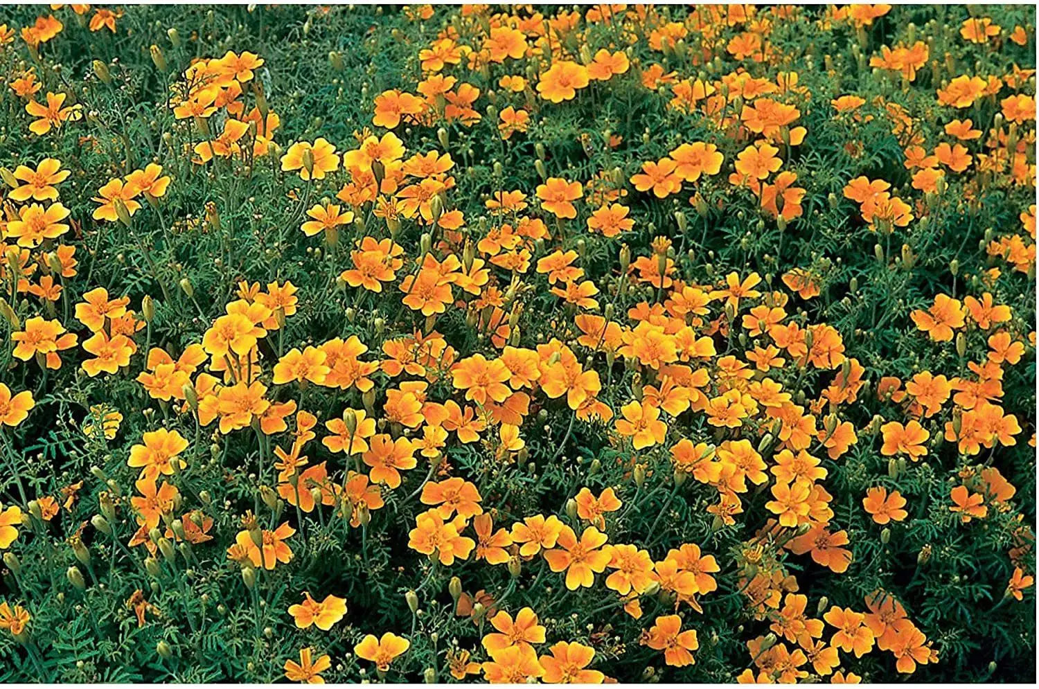 Tangerine Gem Flower seeds for Planting Vibrant Colors Heirloom & GMO Free Seeds for Home Garden