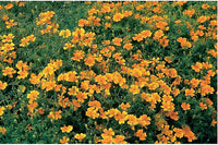 Tangerine Gem Flower seeds for Planting Vibrant Colors Heirloom & GMO Free Seeds for Home Garden