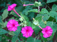 Semillas Flower seeds for Planting Garden Favorite Heirloom & GMO Free Seeds for Home Garden 
 
 Sale