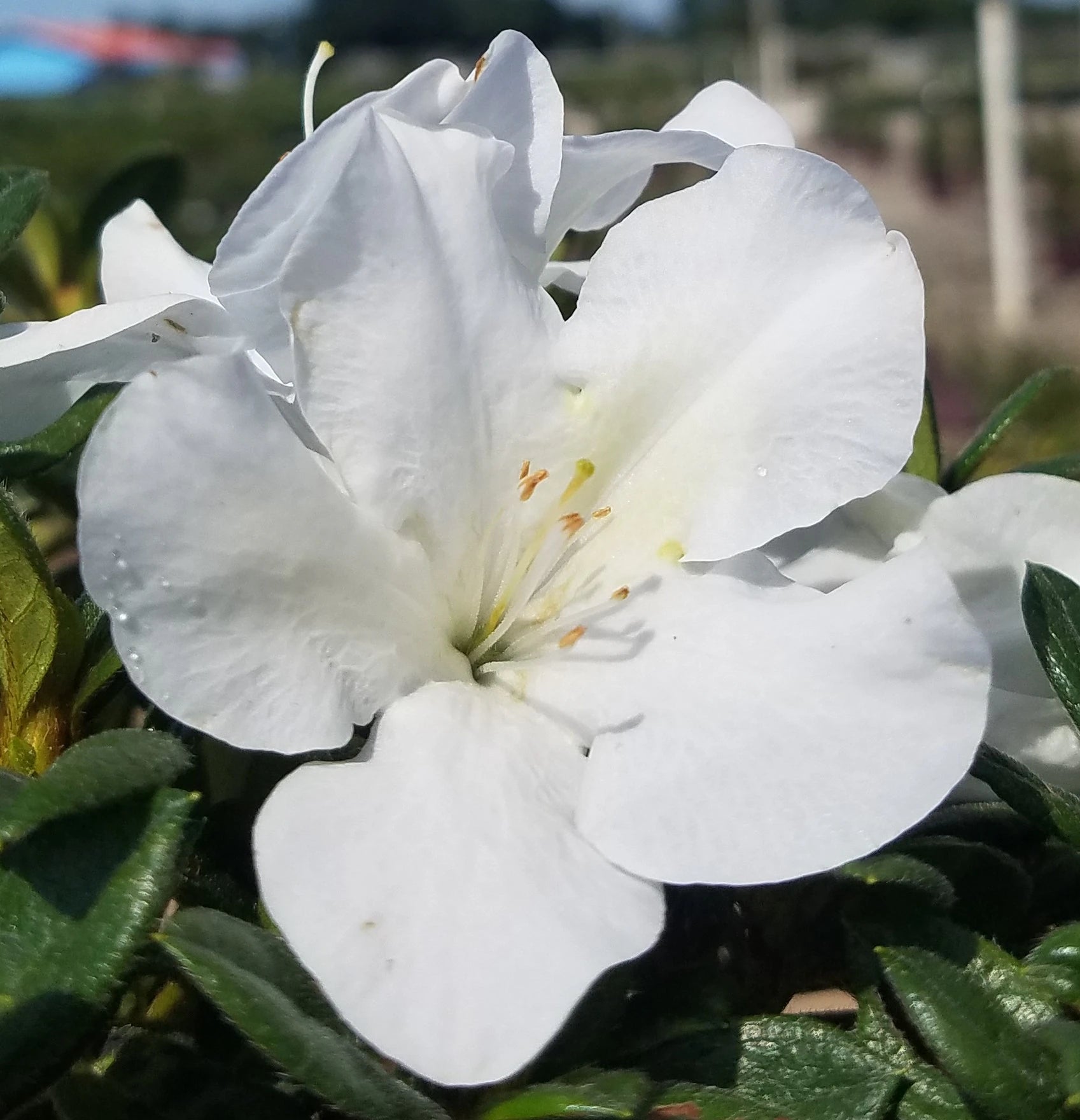 White Azalea Flower seeds for Planting Hardy Variety Heirloom & GMO Free Seeds for Home Garden
 
 Sale