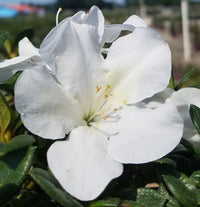 White Azalea Flower seeds for Planting Hardy Variety Heirloom & GMO Free Seeds for Home Garden
 
 Sale