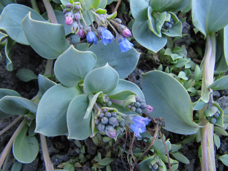 Mertensia Maritima Flower seeds for Planting Garden Favorite Heirloom & GMO Free Seeds for Home Garden 
 
 Sale