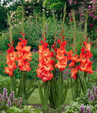 Dark Orange Gladiolus Flower Seeds for Planting – Pollinator Friendly Heirloom & NonGMO Seeds for Home Garden
 
 Sale