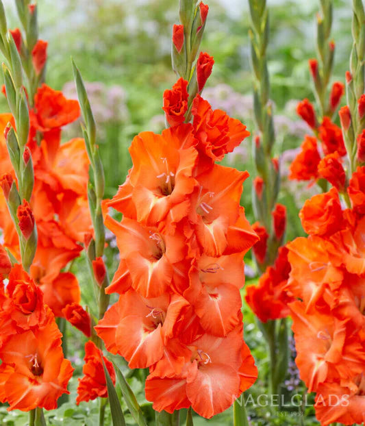 Dark Orange Gladiolus Flower Seeds for Planting – Pollinator Friendly Heirloom & NonGMO Seeds for Home Garden
 
 Sale