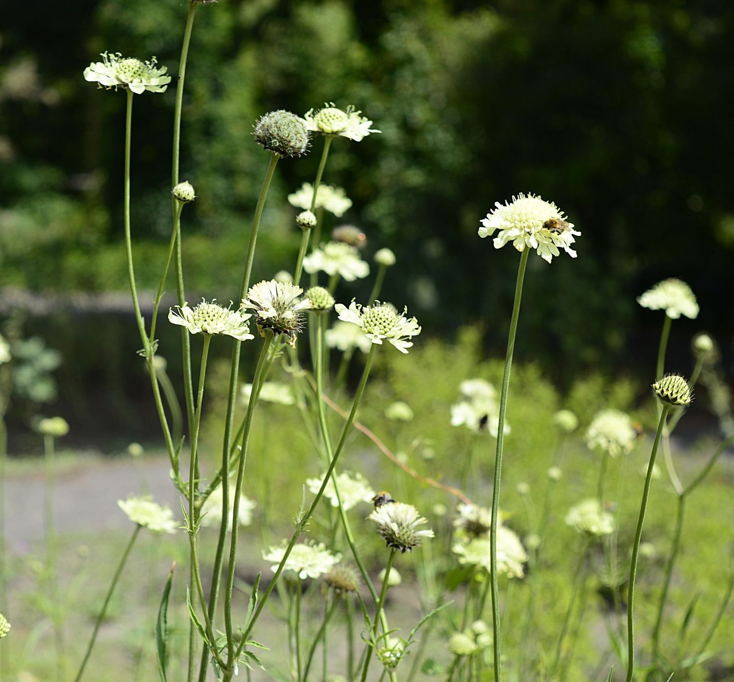 Cephalaria Gigantea Flower seeds for Planting - Vibrant Colors, Heirloom & GMO Free Seeds for Home Garden