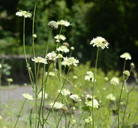 Cephalaria Gigantea Flower seeds for Planting - Vibrant Colors, Heirloom & GMO Free Seeds for Home Garden