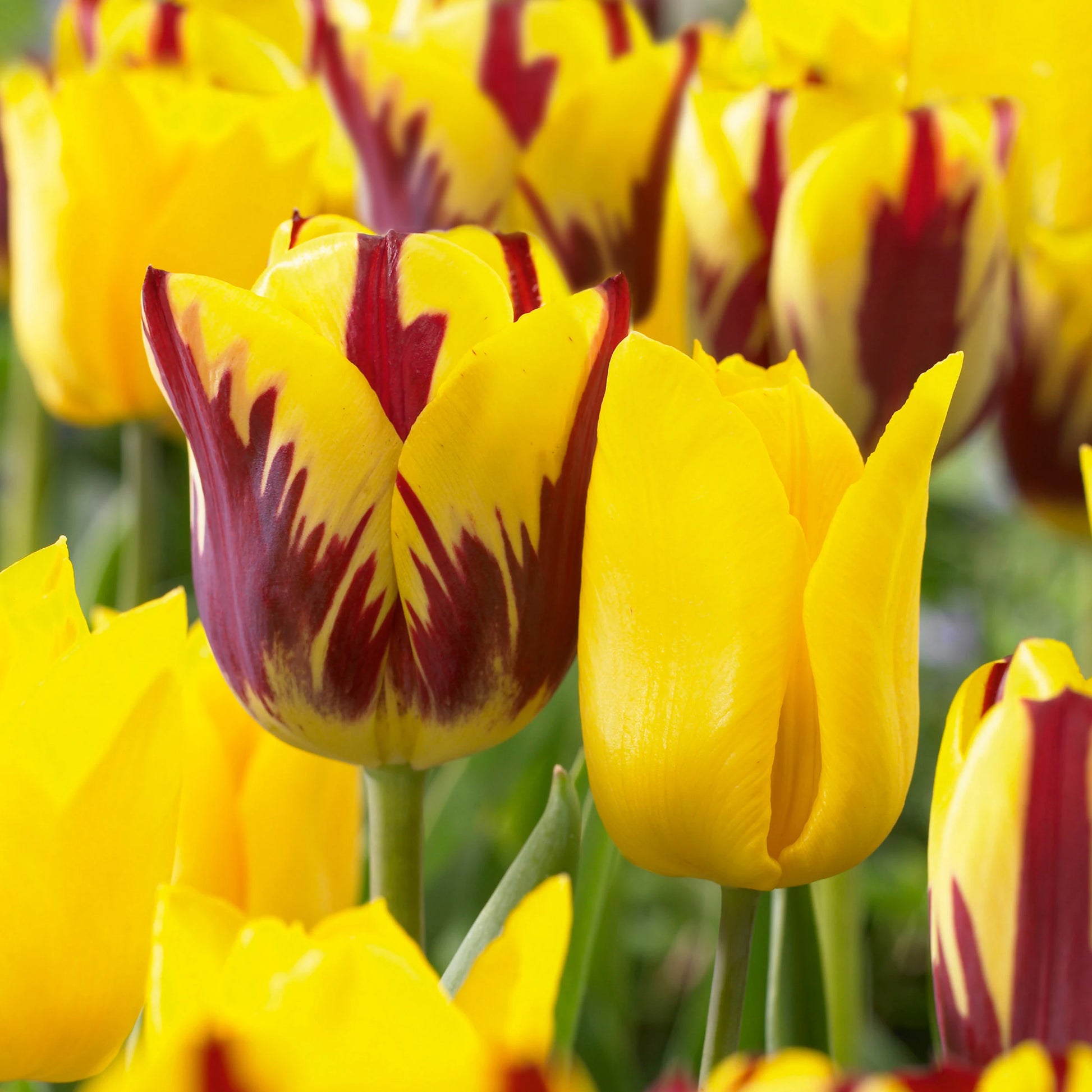 Tulip Yellow Red Flower seeds for Planting - Premium Quality, Heirloom & GMO Free Seeds for Home Garden