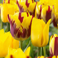 Tulip Yellow Red Flower seeds for Planting - Premium Quality, Heirloom & GMO Free Seeds for Home Garden
