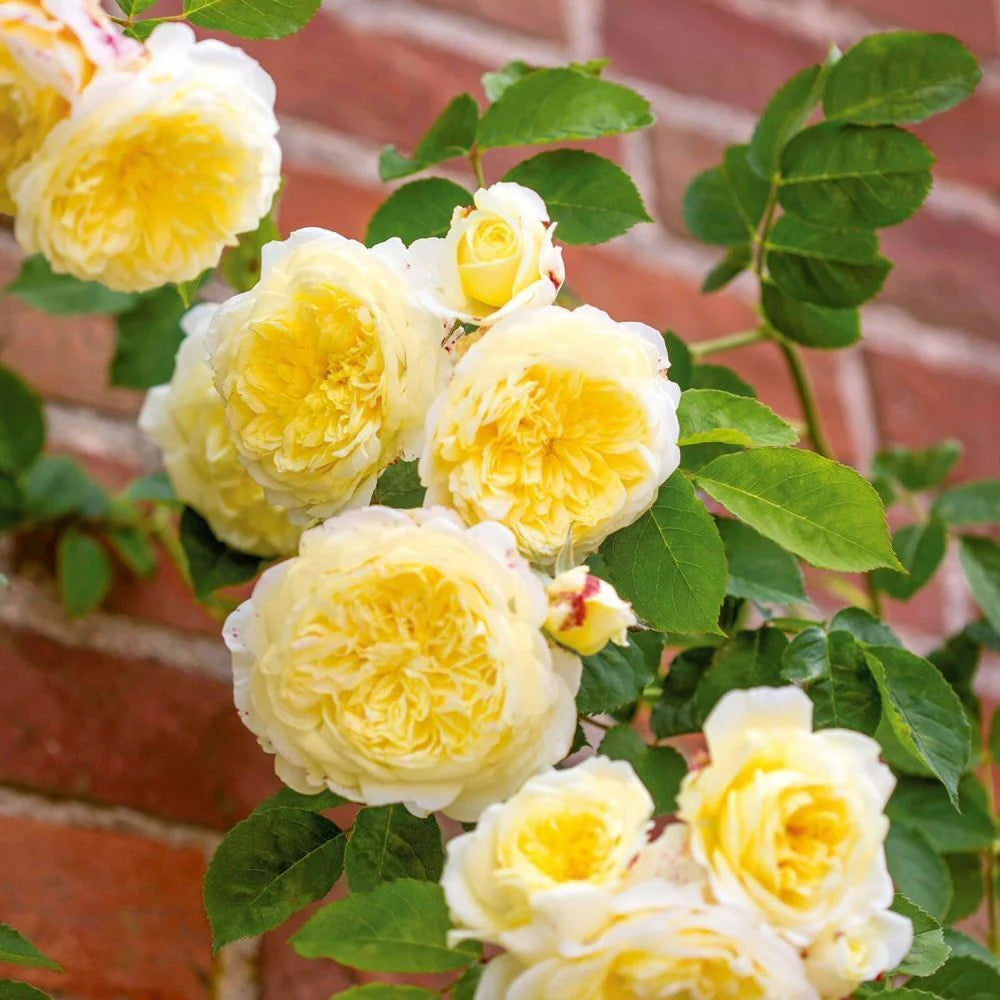 Yellow Climbing Rose Flower seeds for Planting - Perfect for Borders, Heirloom & GMO Free Seeds for Home Garden