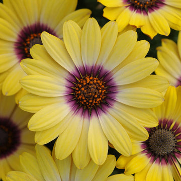 Yellow Osteospermum Flower seeds for Planting - Bright Blooms, Heirloom & GMO Free Seeds for Home Garden