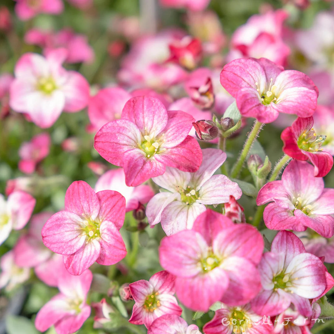Heirloom Saxifrage Rose for Planting - Perfect for Borders, Heirloom & GMO Free Seeds for Home Garden