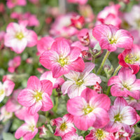 Heirloom Saxifrage Rose for Planting - Perfect for Borders, Heirloom & GMO Free Seeds for Home Garden