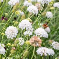 Scabiosa Flower seeds for Planting Low Maintenance Heirloom & GMO Free Seeds for Home Garden