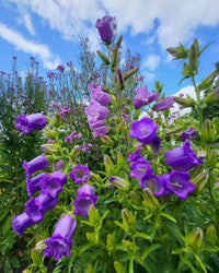 Field Bellflower Seeds – Heirloom Canterbury Bell Perennial Blooms