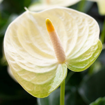 Cream Anthurium Flower Seeds Easy to Grow Heirloom & GMO Free Seeds for Home Garden
 
 Sale