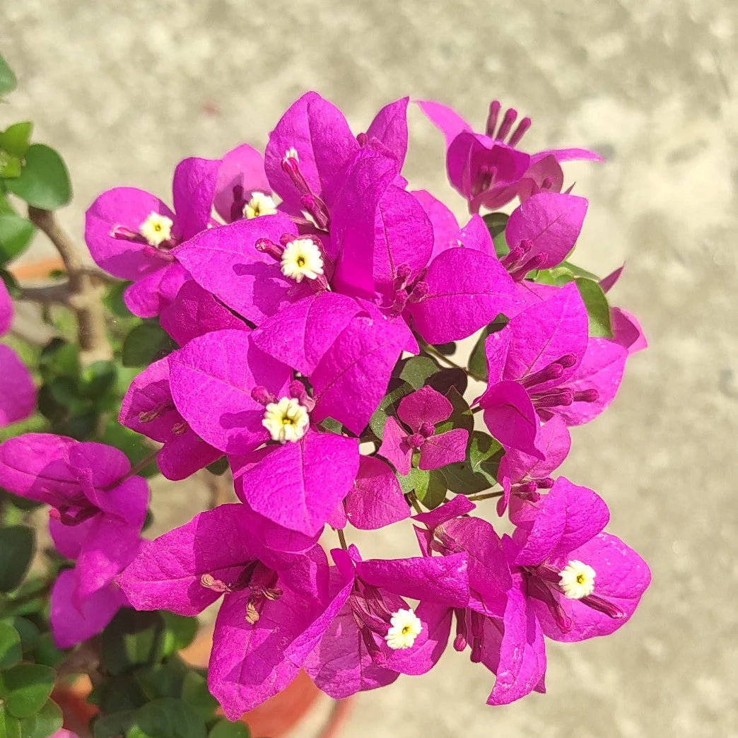 Bougainvillea Spectabilis Plant Seeds for Bright, Climbing Flowers