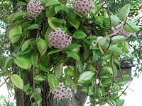 Pink Carnosa Flower Seeds for Planting Premium Quality Heirloom & GMO Free Seeds for Home Garden
 
 Sale