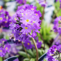 Heirloom Denticulata Flower seeds for Planting Wildflower Mix Heirloom & GMO Free Seeds for Home Garden