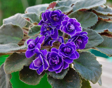 Saintpaulia Ionantha Flower seeds for Planting Fragrant Blossoms Heirloom & GMO Free Seeds for Home Garden
