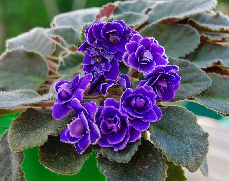 Saintpaulia Ionantha Flower seeds for Planting Fragrant Blossoms Heirloom & GMO Free Seeds for Home Garden