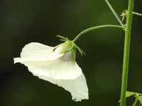 Hibiscus Vitifolius Flower seeds for Planting Bright Blooms Heirloom & GMO Free Seeds for Home Garden