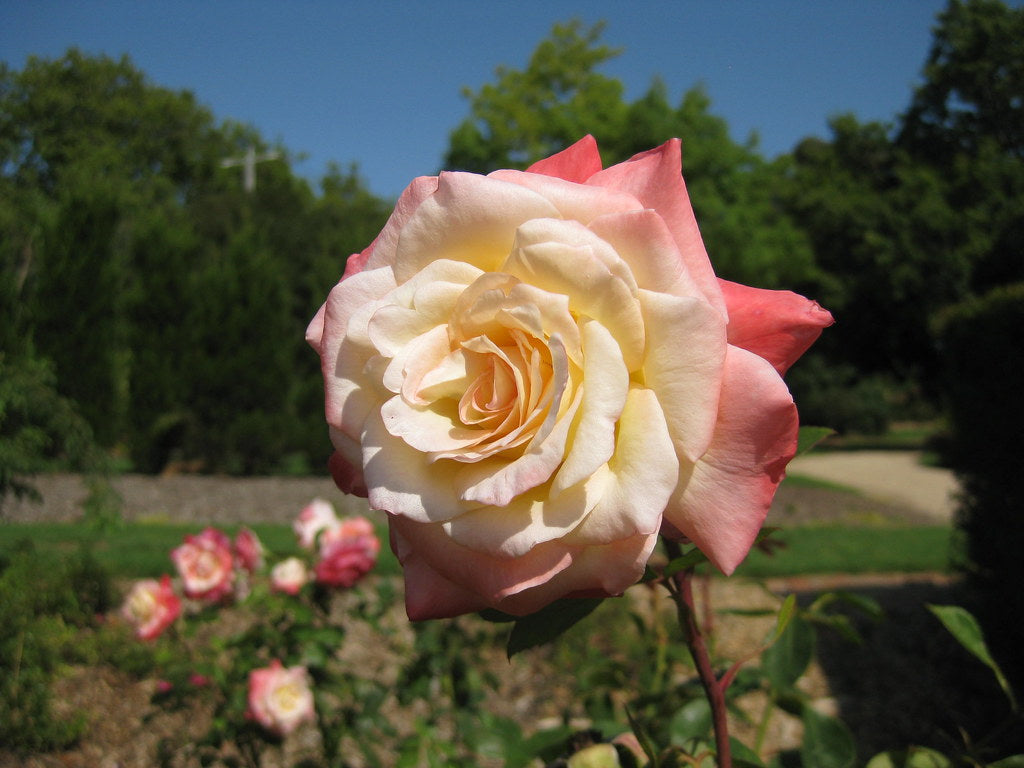 Pink Wales Rose Flower seeds for Planting - Premium Quality, Heirloom & GMO Free Seeds for Home Garden