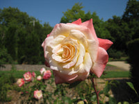Pink Wales Rose Flower seeds for Planting - Premium Quality, Heirloom & GMO Free Seeds for Home Garden