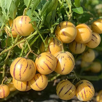 Muricatum Fruit Seeds for Garden Planting - Grow Juicy and Aromatic Fruits