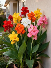 Perennial Canna Flower seeds for Planting Colorful Display Heirloom & GMO Free Seeds for Home Garden