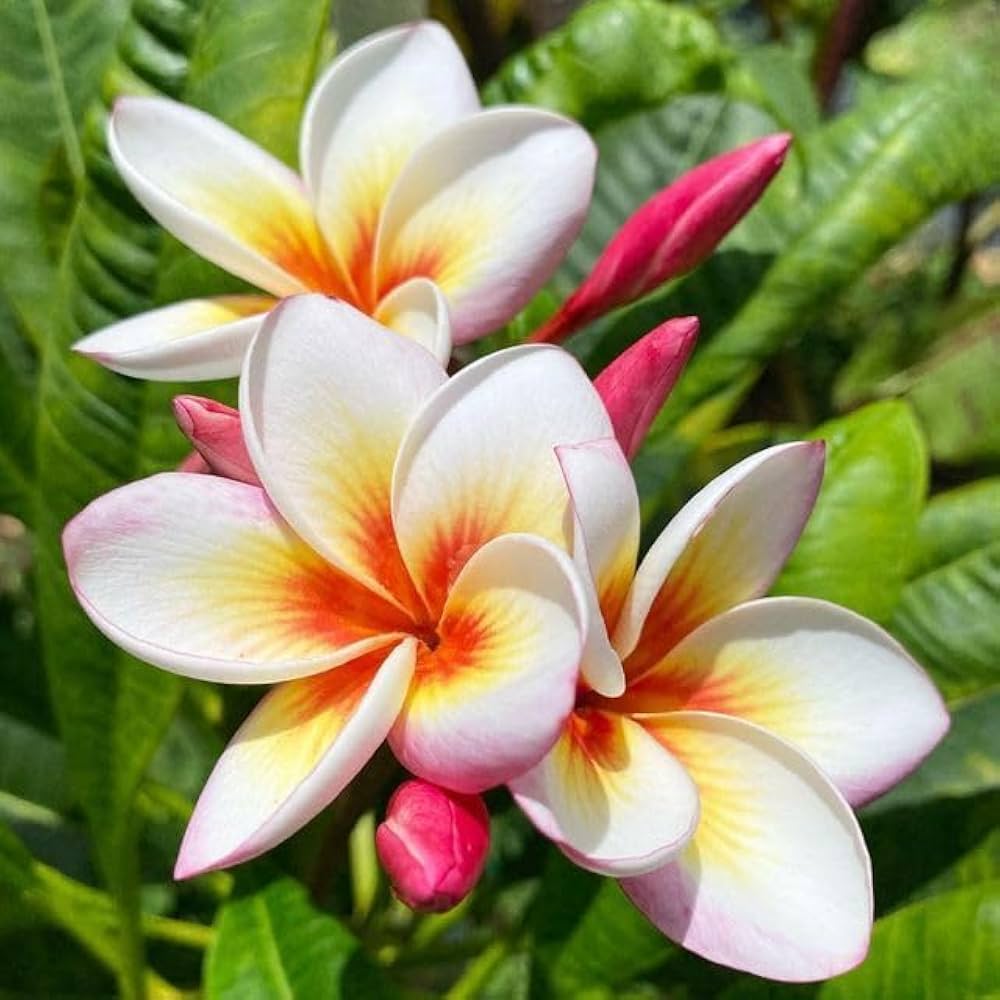 Mixed Egg Flower seeds for Planting Bright Blooms Heirloom & GMO Free Seeds for Home Garden 
 
 Sale