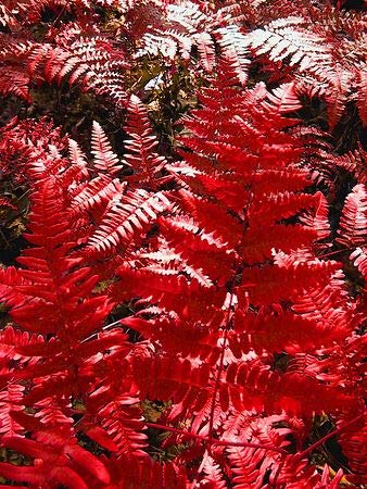 Red Fern Pteridophyta Seeds for Planting Perfect for Borders Heirloom & GMO Free Seeds for Home Garden
 
 Sale