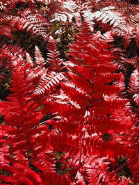 Red Fern Pteridophyta Seeds for Planting Perfect for Borders Heirloom & GMO Free Seeds for Home Garden
 
 Sale