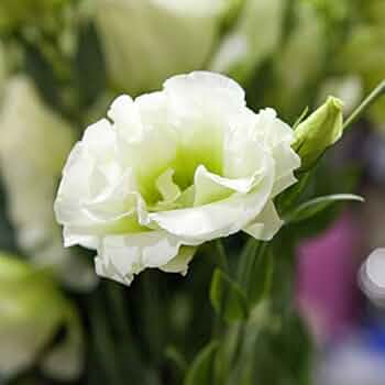 White Lisianthus Logro Flower seeds for Planting - Vibrant Colors, Heirloom & GMO Free Seeds for Home Garden
