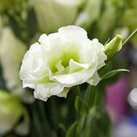 White Lisianthus Logro Flower seeds for Planting - Vibrant Colors, Heirloom & GMO Free Seeds for Home Garden