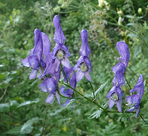 Aconite Flower seeds for Planting - Long Bloom Season, Heirloom & GMO Free Seeds for Home Garden