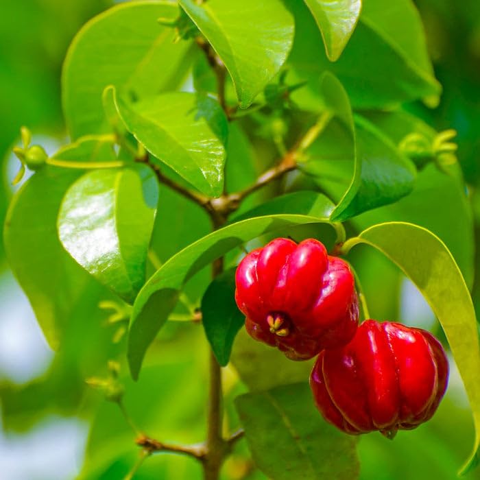 Pitanga Fruit Seeds for Planting  Grow Your Own Tropical Harvest