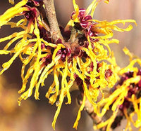 Zaubernuss Hamamelis Flower seeds for Planting - Easy to Grow, Heirloom & GMO Free Seeds for Home Garden
