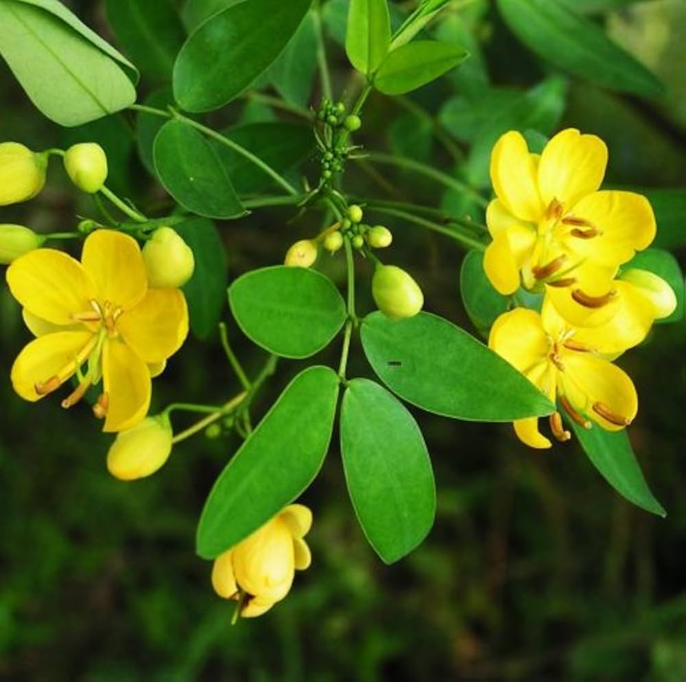 Semen Cassiae Flower seeds for Planting - Long Bloom Season, Heirloom & GMO Free Seeds for Home Garden