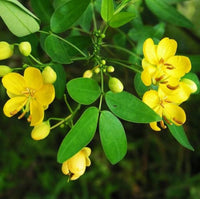 Semen Cassiae Flower seeds for Planting - Long Bloom Season, Heirloom & GMO Free Seeds for Home Garden