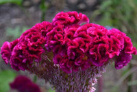 Celosia Cristata Cockscomb Mix Flower Seeds