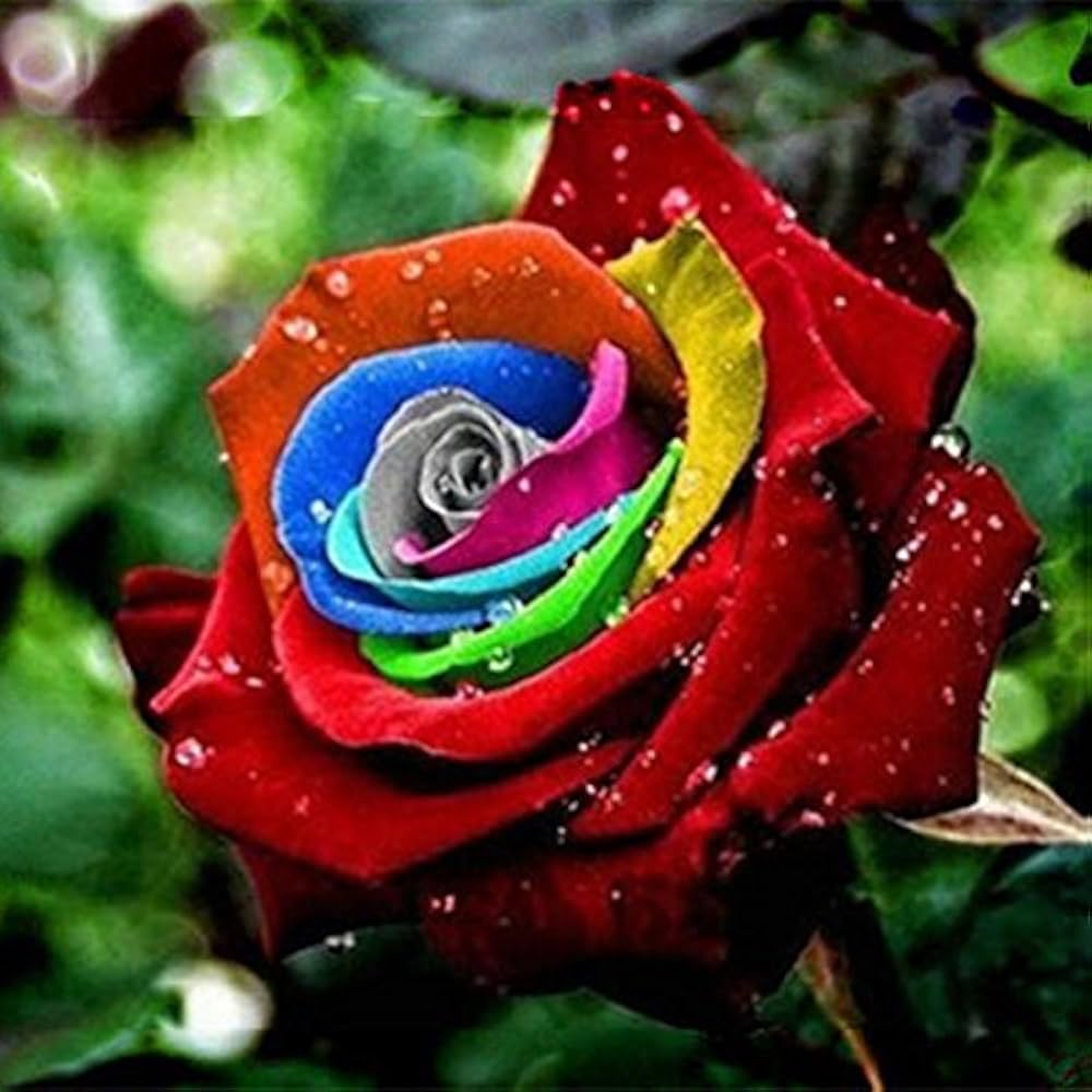 Red Rainbow Potted Rose Flower Seeds for Planting NonGMO Heirloom Easy to Grow Garden Blooms 
 
 Sale